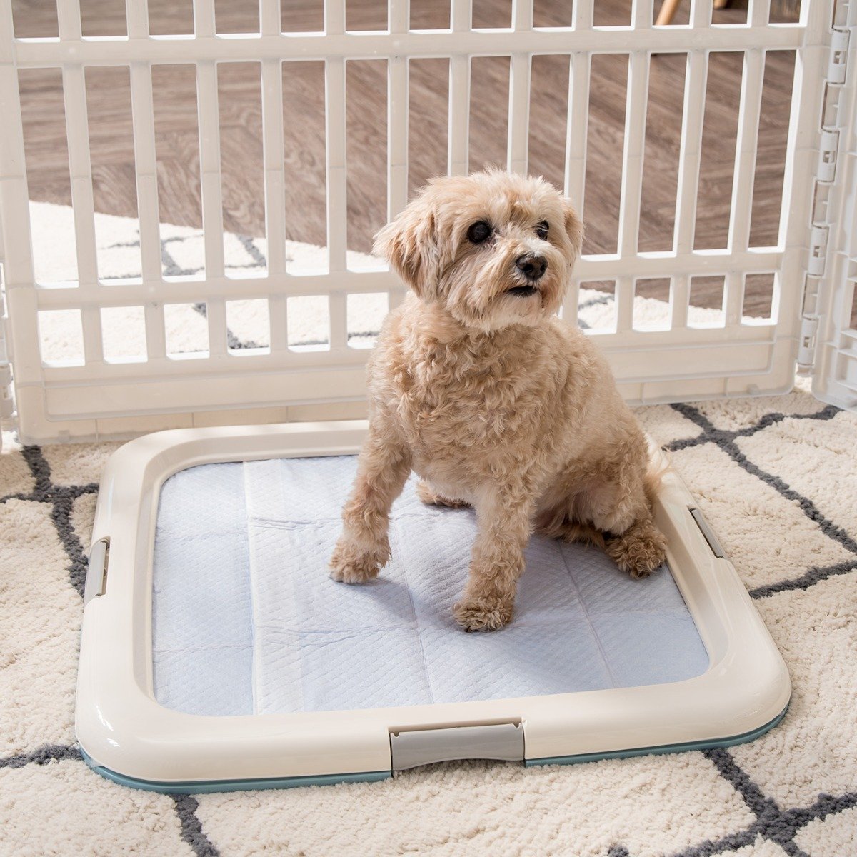 PAW TRAX Splash Free Potty Pad Tray - Richell USA Inc.